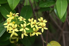 Tristellateia australasiae